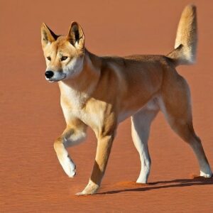 Todays Wordle 1067 Answer May 21 2024 - DINGO